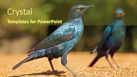  Presentation with alert - Amazing PPT theme having alert-greater-blue-eared-starlings backdrop and a tawny brown colored foreground