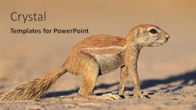  Presentation with south africa - Audience pleasing PPT layouts consisting of alert-ground-squirrel-xerus-inaurus backdrop and a coral colored foreground