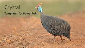  Presentation with south africa - Slides with alert-helmeted-guineafowl-numida-meleagris background and a coral colored foreground