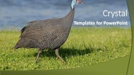  Presentation with south africa - Presentation featuring alert-helmeted-guineafowl-numida-meleagris background and a seafoam green colored foreground
