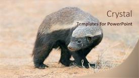  Presentation with alert - Slide set having alert-honey-badger-mellivora-capensis background and a lemonade colored foreground