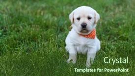  Presentation with alert - Presentation enhanced with alert-labrador-puppy-dog-sitting background and a tawny brown colored foreground