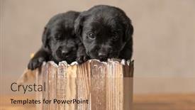  Presentation with alert - Beautiful slides featuring alert-labrador-retriever-dog-looking backdrop and a coral colored foreground