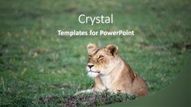  Presentation with alert - Slide deck featuring alert-lioness-pantera-leo-resting background and a ocean colored foreground