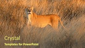  Presentation with alert - Slide deck with alert-lioness-panthera-leo background and a tawny brown colored foreground