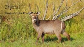  Presentation with alert - PPT theme consisting of alert-male-waterbuck-kobus-ellipsiprymnus background and a gold colored foreground