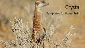  Presentation with alert - Theme having alert meerkat suricata suricatta standing background and a coral colored foreground