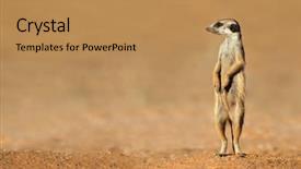  Presentation with alert - Presentation design with alert meerkat suricata suricatta standing background and a coral colored foreground