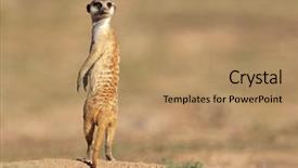  Presentation with kalahari - Slide deck featuring alert meerkat suricata suricatta standing background and a coral colored foreground