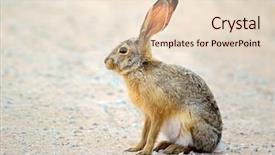  Presentation with alert - Audience pleasing presentation consisting of alert scrub hare lepus saxatilis backdrop and a lemonade colored foreground