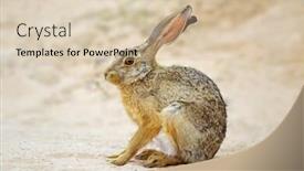  Presentation with south africa - Beautiful slide deck featuring alert-scrub-hare-lepus-saxatilis backdrop and a soft green colored foreground