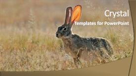  Presentation with alert - PPT theme with alert scrub hare lepus saxatilis background and a  colored foreground