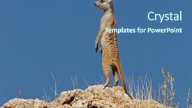  Presentation with kalahari - Beautiful slide deck featuring alert suricate or meerkat suricata backdrop and a ocean colored foreground