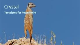  Presentation with south africa - Amazing PPT layouts having alert suricate or meerkat suricata backdrop and a ocean colored foreground