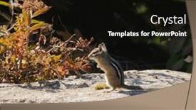  Presentation with alert - Colorful PPT theme enhanced with alert-western-least-chipmunk backdrop and a black colored foreground