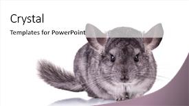  Presentation with alert - PPT layouts featuring alert young chinchilla looking background and a white colored foreground