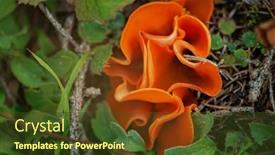  Presentation with fungus - Presentation theme with aleuria-aurantia-orange-peel-fungus background and a tawny brown colored foreground