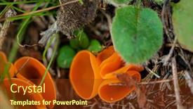  Presentation with fungus - PPT theme featuring aleuria-aurantia-orange-peel-fungus background and a tawny brown colored foreground