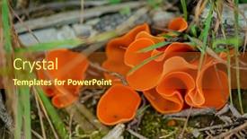  Presentation with fungus - Theme consisting of aleuria-aurantia-orange-peel-fungus background and a crimson colored foreground