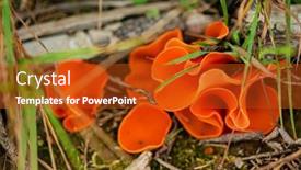  Presentation with fungus - PPT layouts having aleuria-aurantia-orange-peel-fungus background and a crimson colored foreground