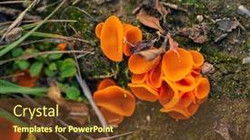  Presentation with fungus - Presentation design having aleuria-aurantia-orange-peel-fungus background and a tawny brown colored foreground