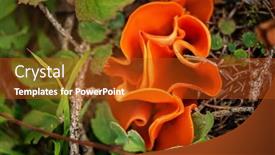  Presentation with fungus - Slide deck enhanced with aleuria-aurantia-orange-peel-fungus background and a crimson colored foreground