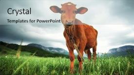  Presentation with farm - PPT theme consisting of alf on meadow farm life background and a lemonade colored foreground