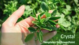  Presentation with branch - Slide deck featuring alfalfa - hand holding branch of lucerne background and a  colored foreground