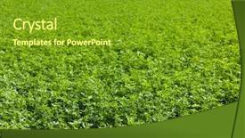  Presentation with country - Colorful slide deck enhanced with alfalfa field in french country backdrop and a  colored foreground