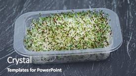  Presentation with sprouts and pulses - Audience pleasing slide set consisting of alfalfa sprouts close up backdrop and a dark gray colored foreground