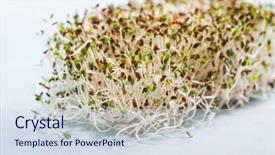 Presentation with sprouts and pulses - PPT layouts consisting of alfalfa sprouts close up background and a sky blue colored foreground