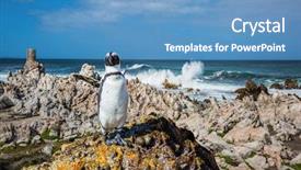  Presentation with space colony - Colorful slides enhanced with algae boulders penguin colony backdrop and a teal colored foreground