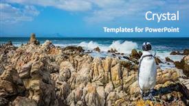  Presentation with south beach - Audience pleasing slide deck consisting of algae in boulders penguin colony backdrop and a light blue colored foreground