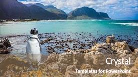  Presentation with space colony - Audience pleasing slides consisting of algae in boulders penguin colony backdrop and a coral colored foreground