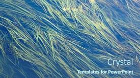  Presentation with algae - Colorful presentation design enhanced with algae in the river backdrop and a ocean colored foreground