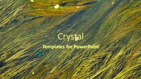  Presentation with algae - Presentation design featuring algae in the river background and a tawny brown colored foreground
