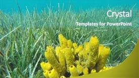  Presentation with algae - Colorful PPT layouts enhanced with algae of the aegean sea backdrop and a  colored foreground