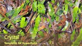  Presentation with green seaweed - Audience pleasing presentation theme consisting of algae seaweed posidonia oceanica dried backdrop and a tawny brown colored foreground