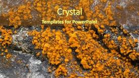  Presentation with yellow orange - Slides enhanced with algal - closeup yellow orange algae green background and a tawny brown colored foreground