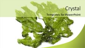  Presentation with lettuce - Beautiful presentation theme featuring algue - leaf of sea lettuce backdrop and a yellow colored foreground