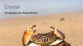  Presentation with alien - Slide set consisting of biological threats - alien creature funny crab background and a light blue colored foreground