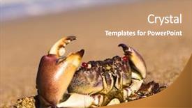  Presentation with alien - Slides with alien creature on the shore background and a coral colored foreground