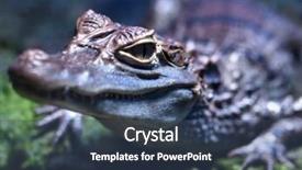  Presentation with crocodile - Amazing theme having up view of the head backdrop and a ocean colored foreground