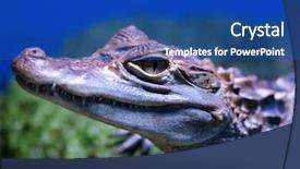  Presentation with crocodile - Slide deck featuring up view of the head background and a ocean colored foreground