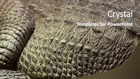  Presentation with crocodile - Colorful PPT theme enhanced with crocodiles - crocodile closeup detail skin texture backdrop and a gray colored foreground