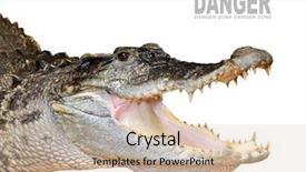  Presentation with crocodile - Presentation design featuring crocodile head with opened jaws background and a soft green colored foreground