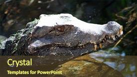  Presentation with crocodile - PPT layouts enhanced with crocodile with his head background and a tawny brown colored foreground