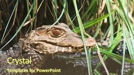  Presentation with hunting - Slides with head aligator - hunting alligator background and a tawny brown colored foreground