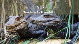  Presentation with hunting - Audience pleasing presentation consisting of head aligator - hunting alligator backdrop and a gray colored foreground