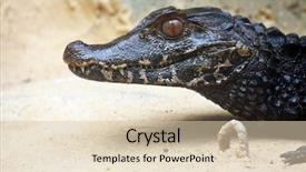  Presentation with hunting - Presentation theme featuring head aligator - hunting alligator background and a lemonade colored foreground